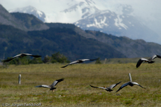 Schwarzzügelibis (11 von 15).jpg